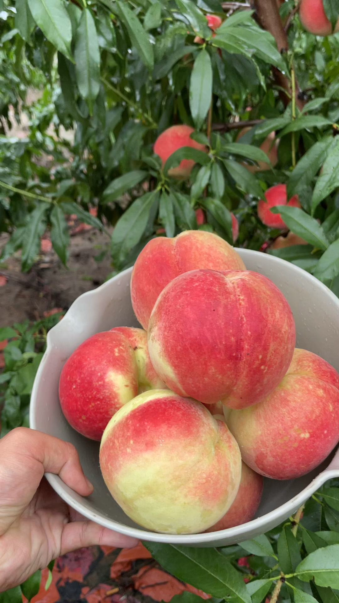 中秋节前成熟的桃子,糖度20,大果形500克,丰产性好,颜色鲜艳,适合采摘