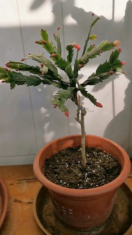 叶仙嫁接一个蟹爪莲叶片照样长成好看的棒棒糖花苞满树蓄势待发