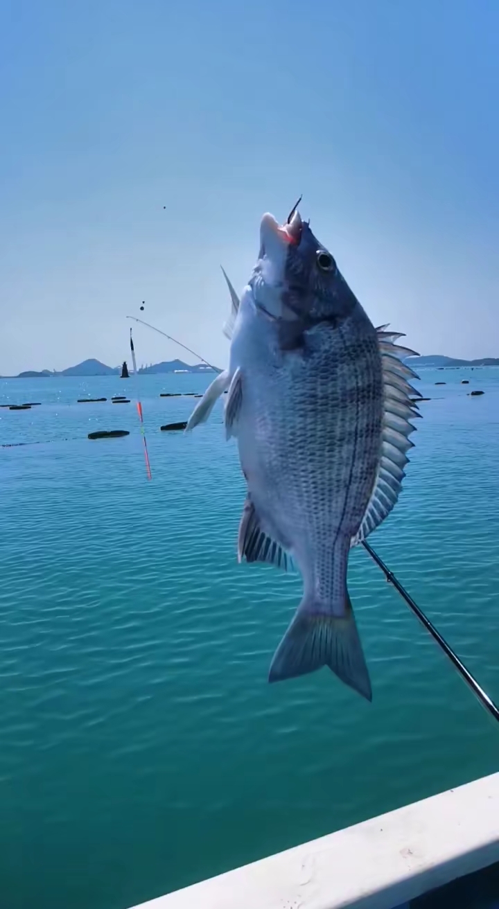 记录生活#上钩的鱼.