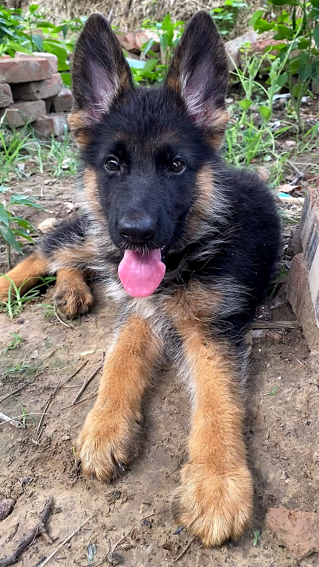 三个月小德牧还可以吧