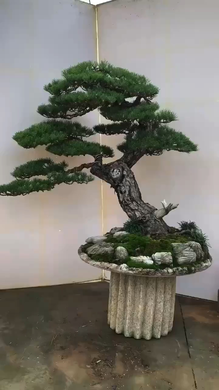 千年松万年柏,玩盆景人手一盆