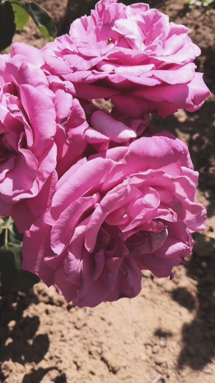 朵朵花儿点头笑,笑的那么美丽动人!