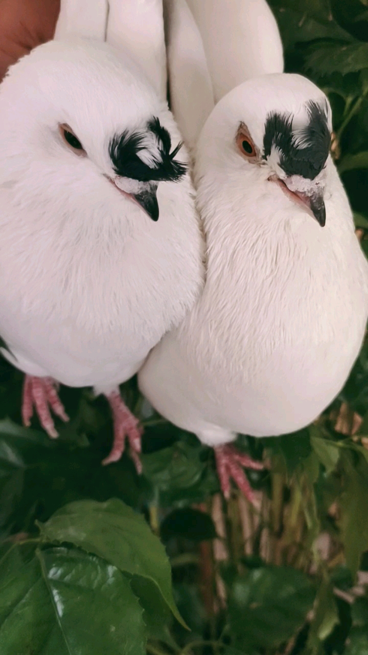 记录生活鸽子观赏鸽凤头点子