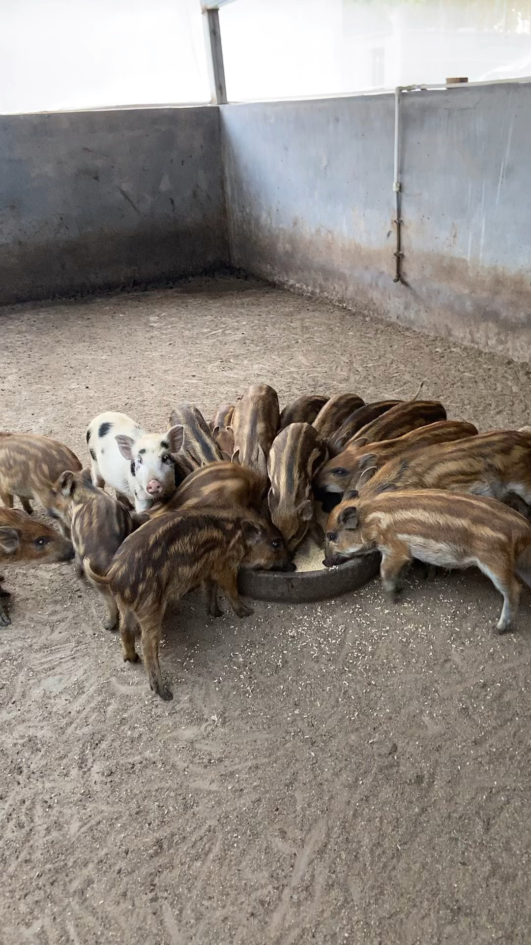 有20年的野猪养殖经验是山东最大的野猪养殖场