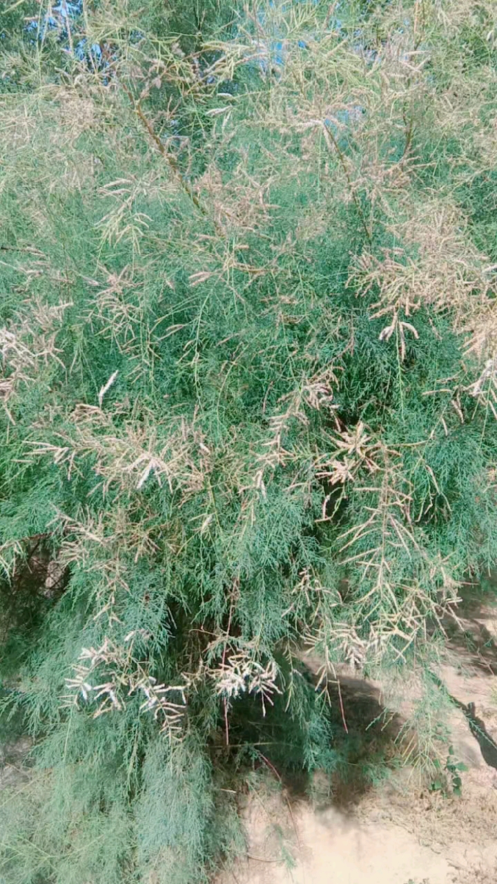 记录生活"又见童年的红荆树