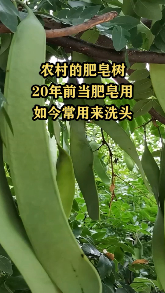 農村的肥皂樹,以前當非要用,如今用來洗頭