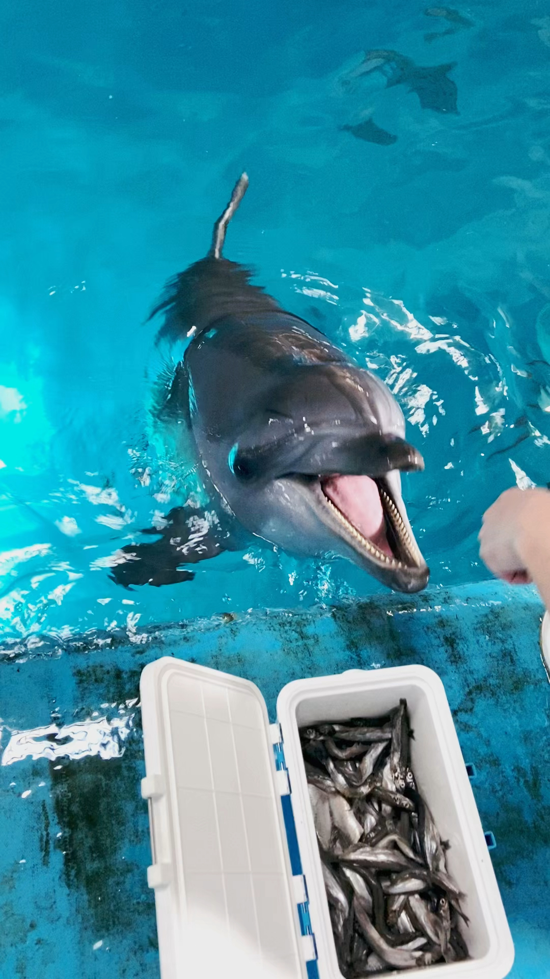 家有萌宠#海豚宝宝吃大餐啦