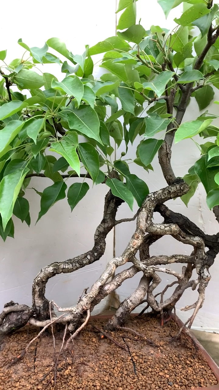 棠梨满树挂果放在家里美观还可以吃