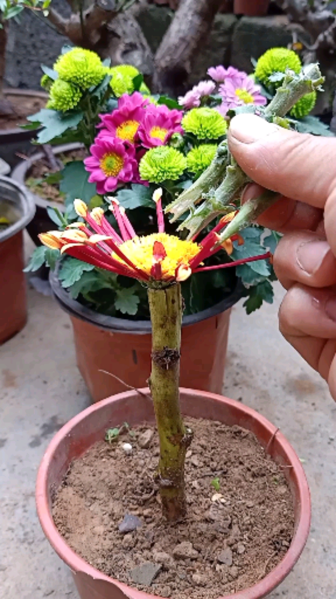 嫁接技术#劈接多色菊花技术,一颗开多色