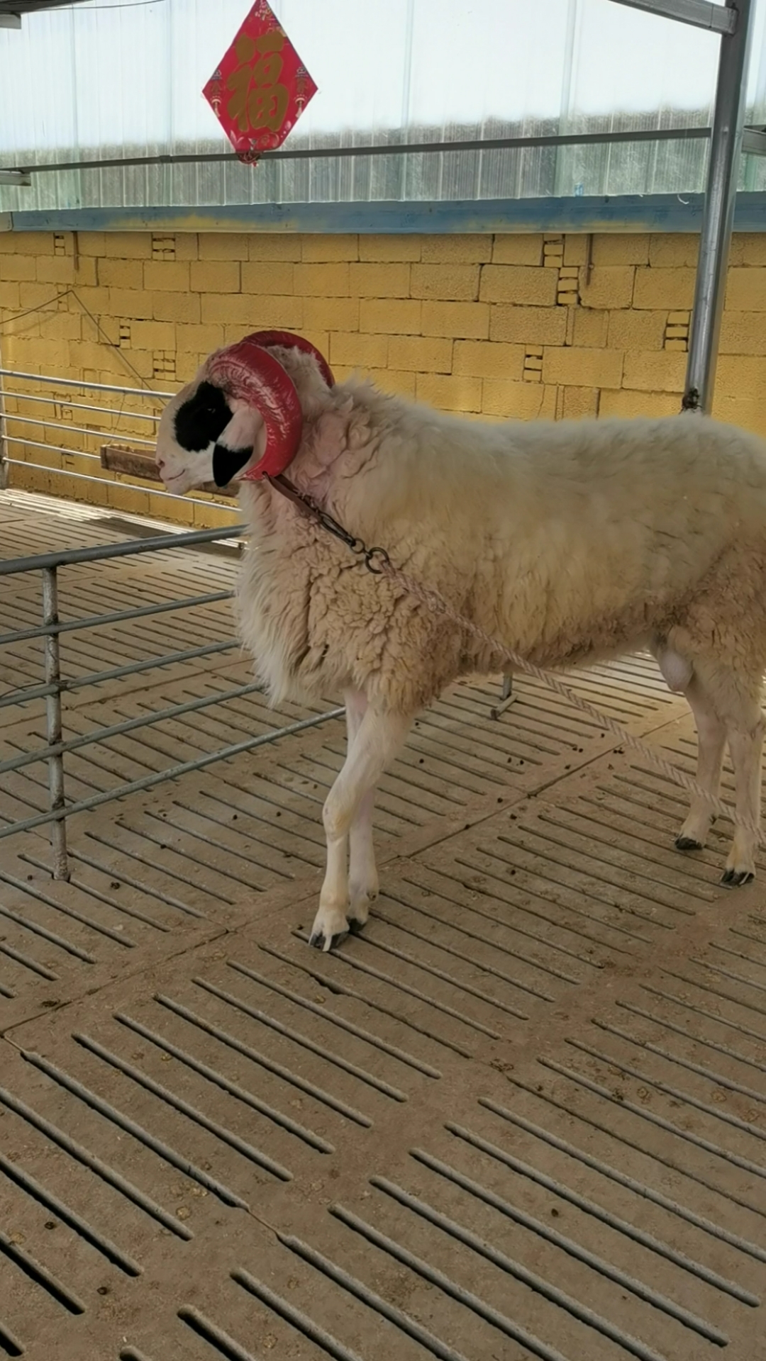 旅游进行时#小尾寒羊大种公