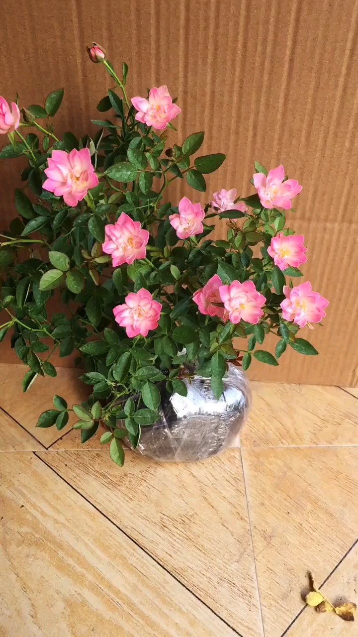 天荷繁星开花像小荷花一样