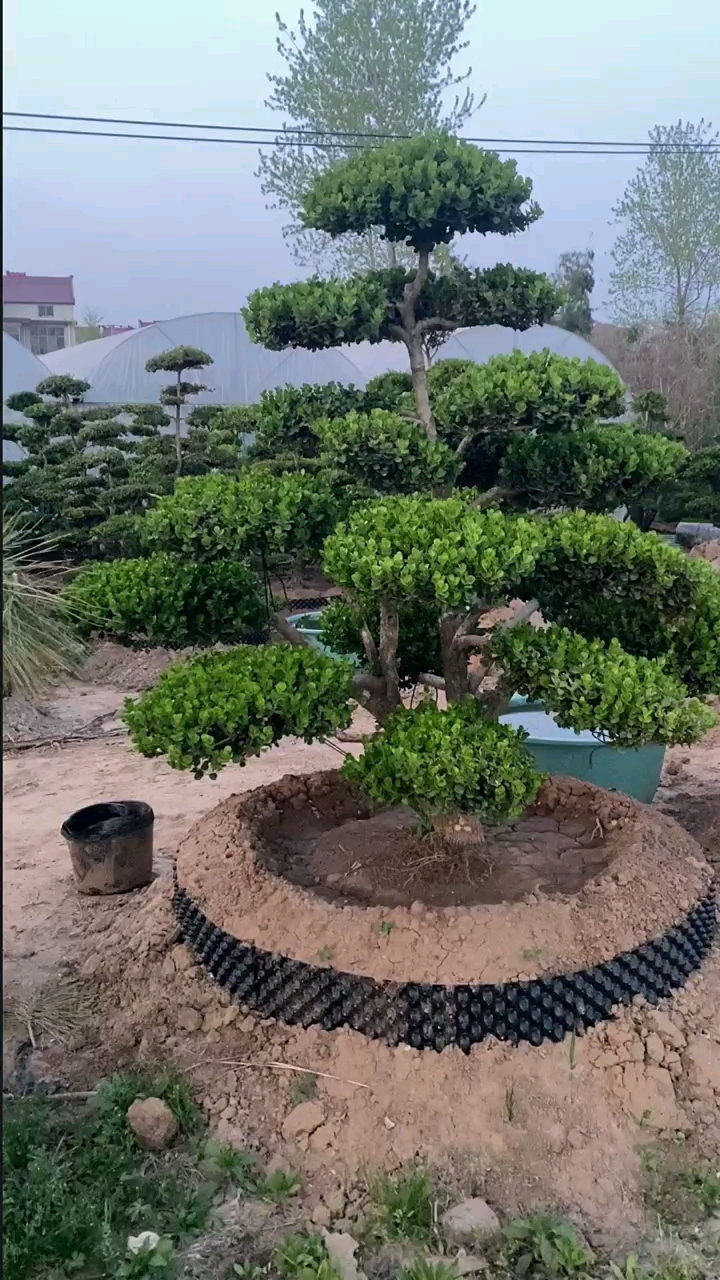 瓜子黄杨造型树家有黄杨世代栋梁耐寒耐旱南北方都可以栽植