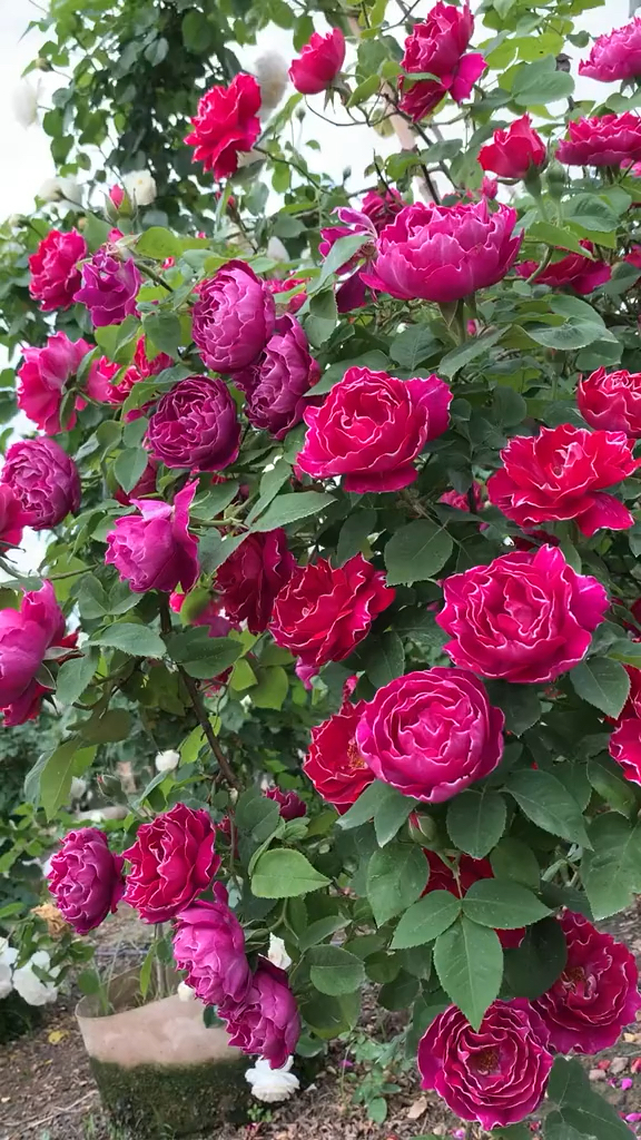 爬藤月季紫袍玉带