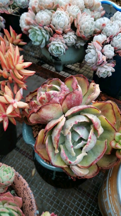 夕阳牡丹锦,去年半年的变化.期待秋天快快到来.