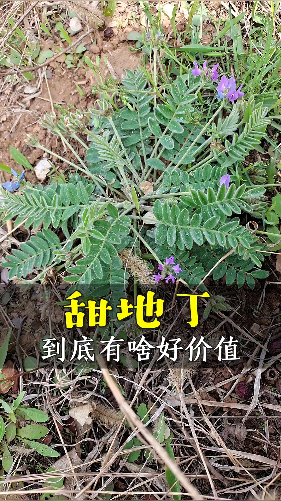 认识中草药#甜地丁居然是宝,你知道吗