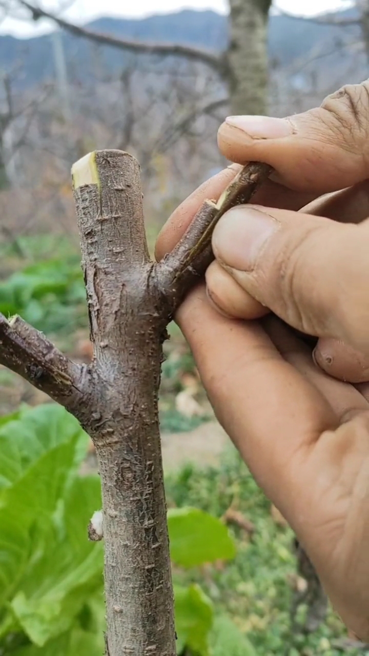 果树嫁接方法和技术视频讲解(果树嫁接方法和技术视频讲解嫁接刀)