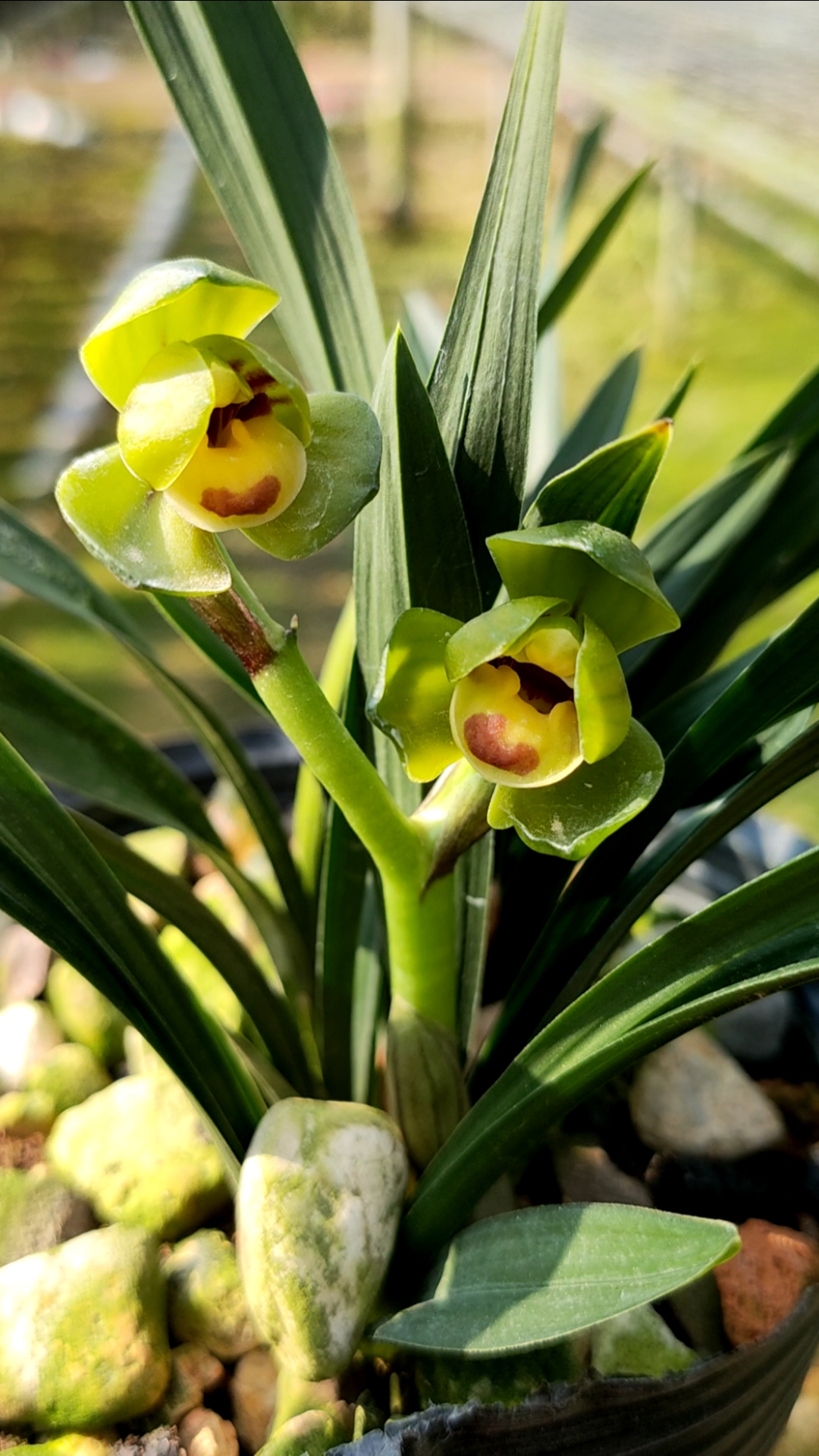 兰花#玉玲珑兰花春兰矮种荷瓣-度小视