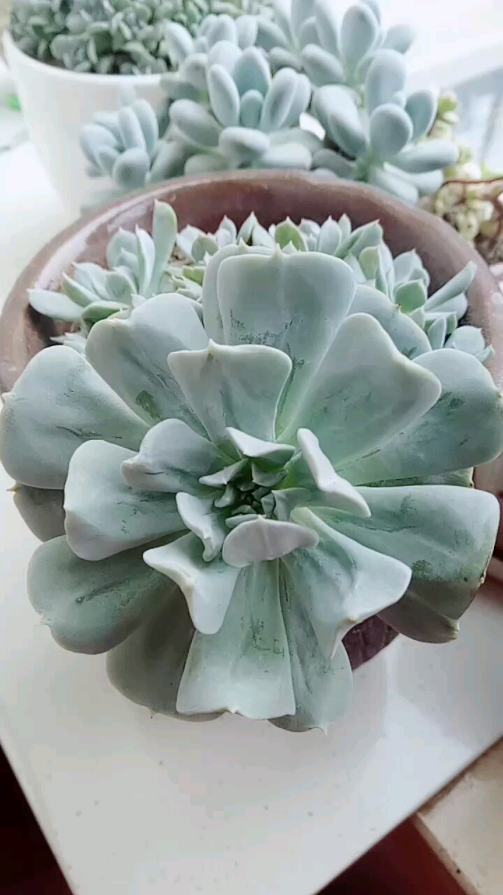 多肉植物#爱爆崽的特玉莲
