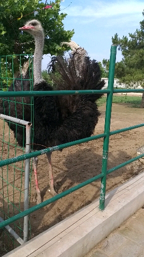 定州市动物园美!