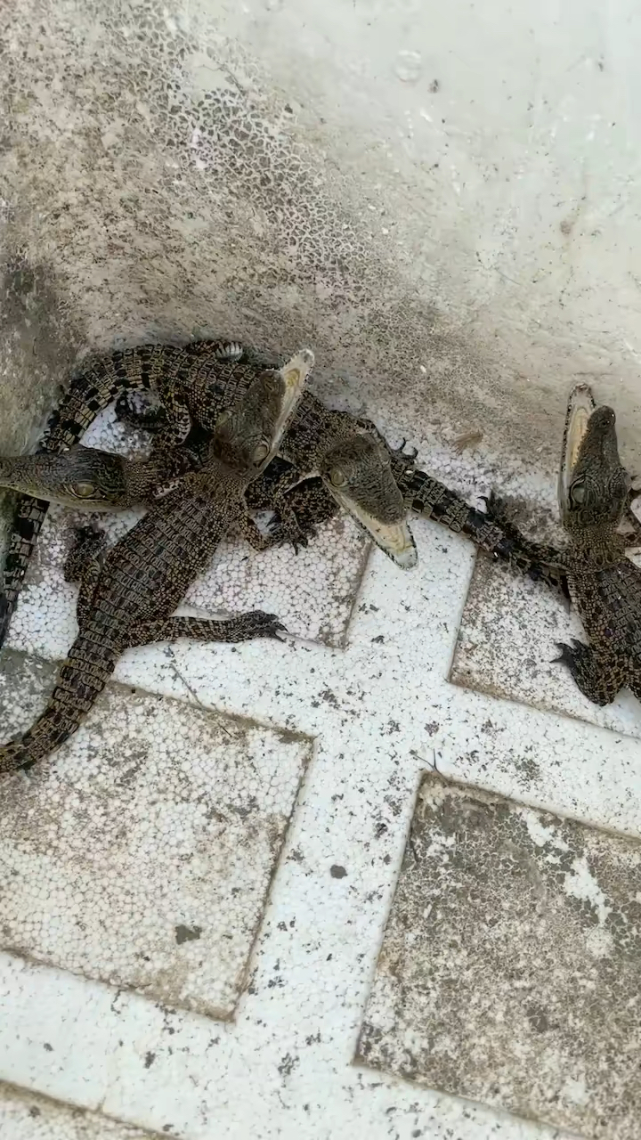 该减肥了#你敢相信这个长大了竟然是世界上体型最大的鳄鱼,长达10米