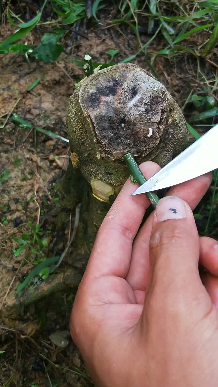 插皮嫁接也叫皮下接,是嫁接方法中枝接的一种,在枣树埫应用较多,也