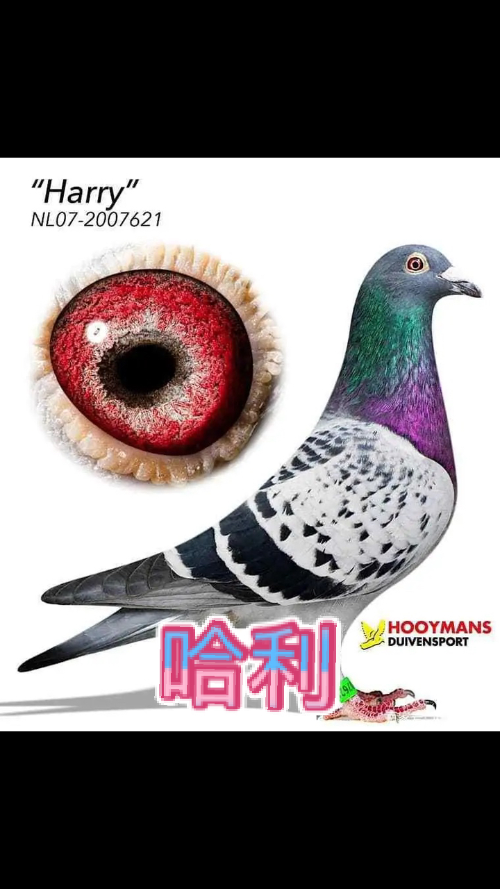 赛鸽文文#世界大名鸽哈利