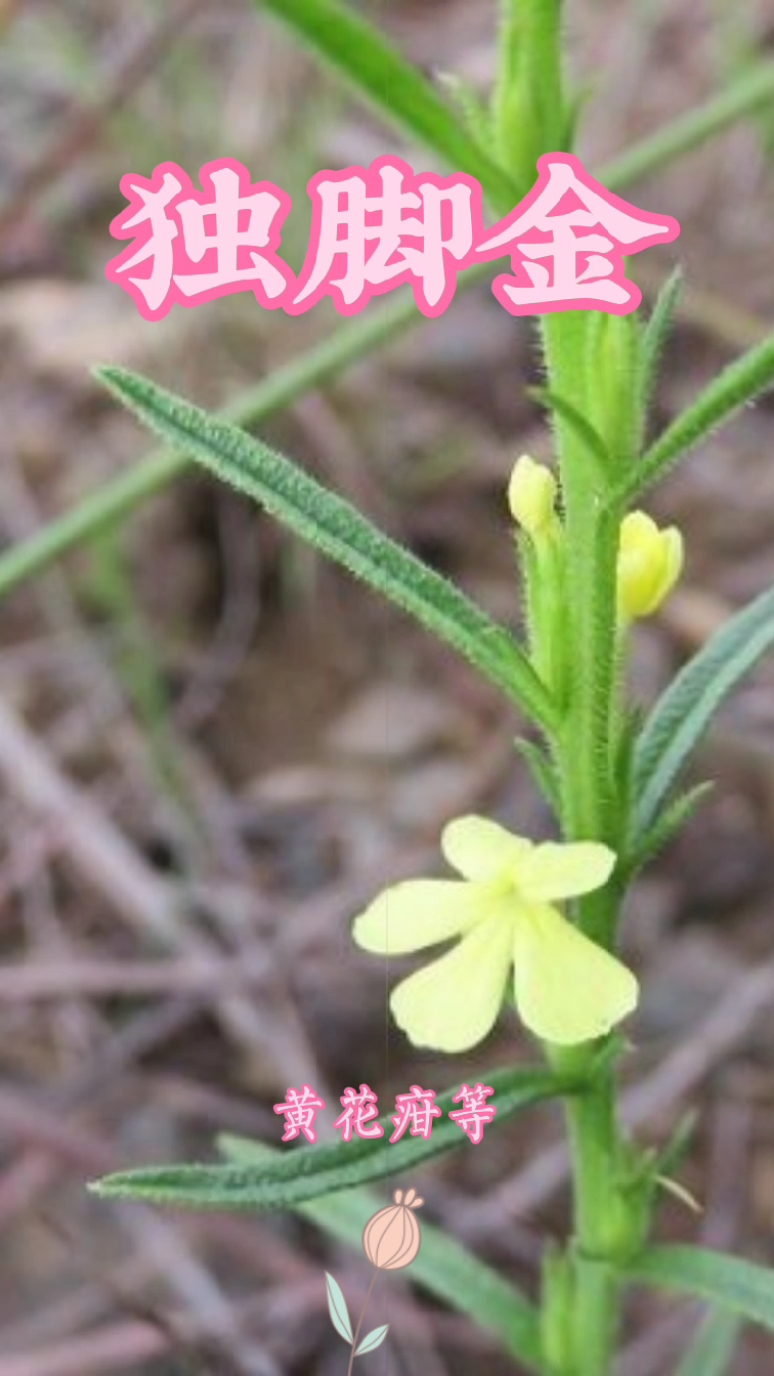 野生草本#独脚金又名疳积草……….