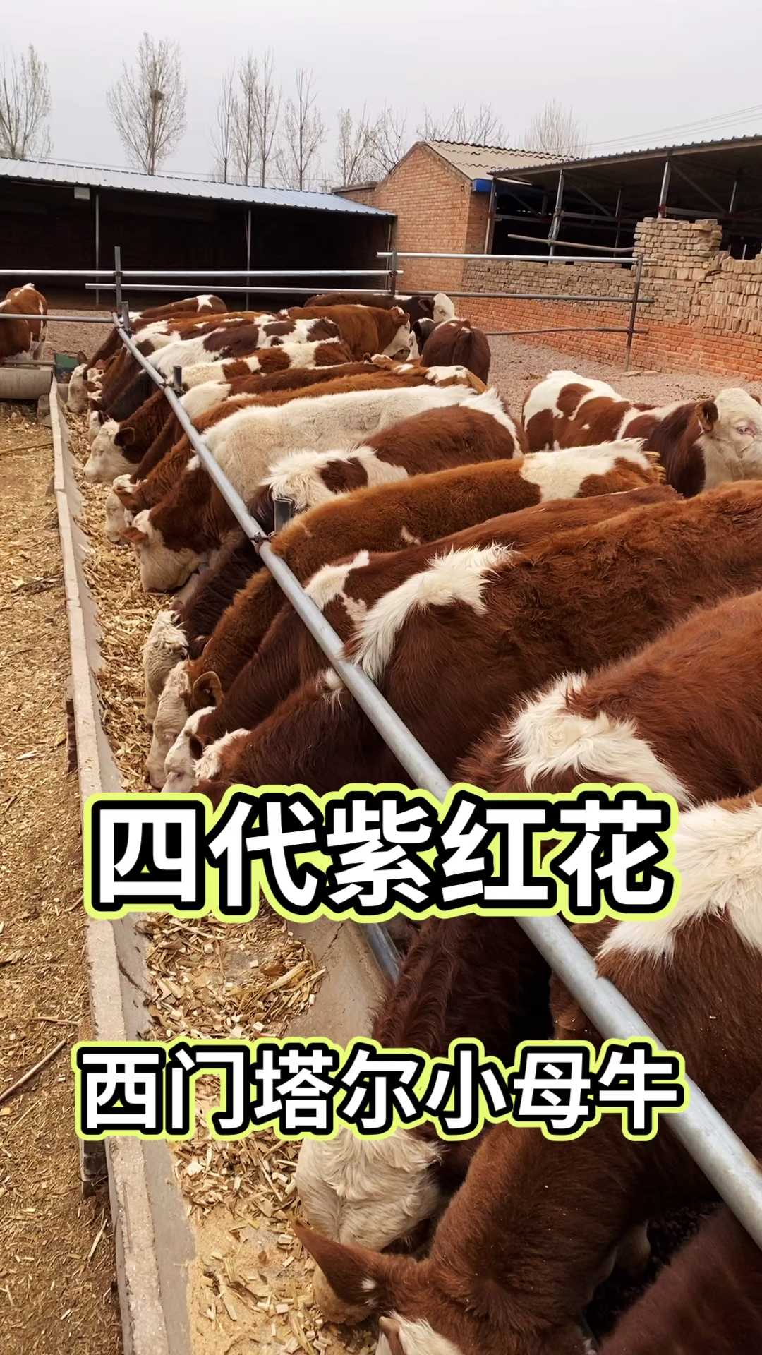 西门塔尔牛西门塔尔小母牛紫红花大白头大家感觉怎么样