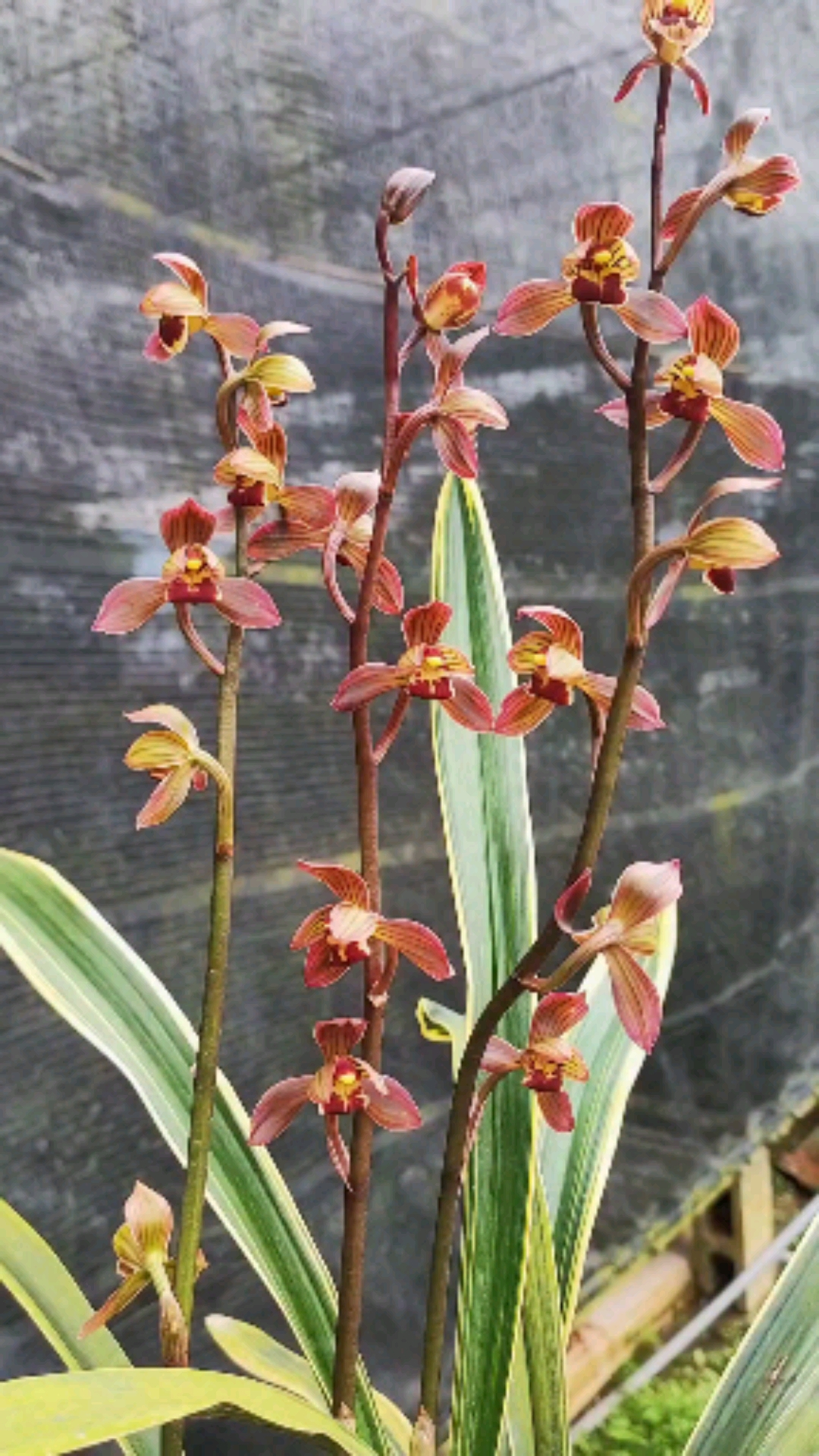 兰花感受一下老种东方红神荷的魅力开的壮观又霸气让人赏心悦目