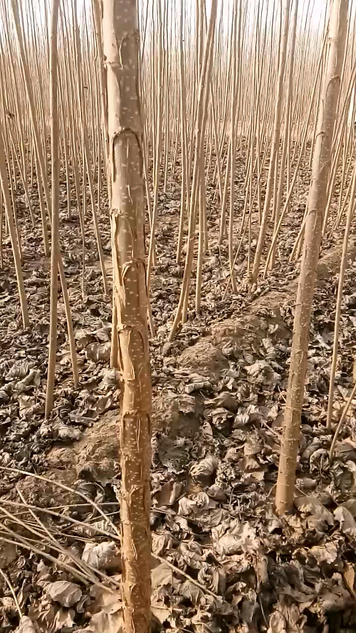 107杨树苗#107杨树苗,107杨树苗基地