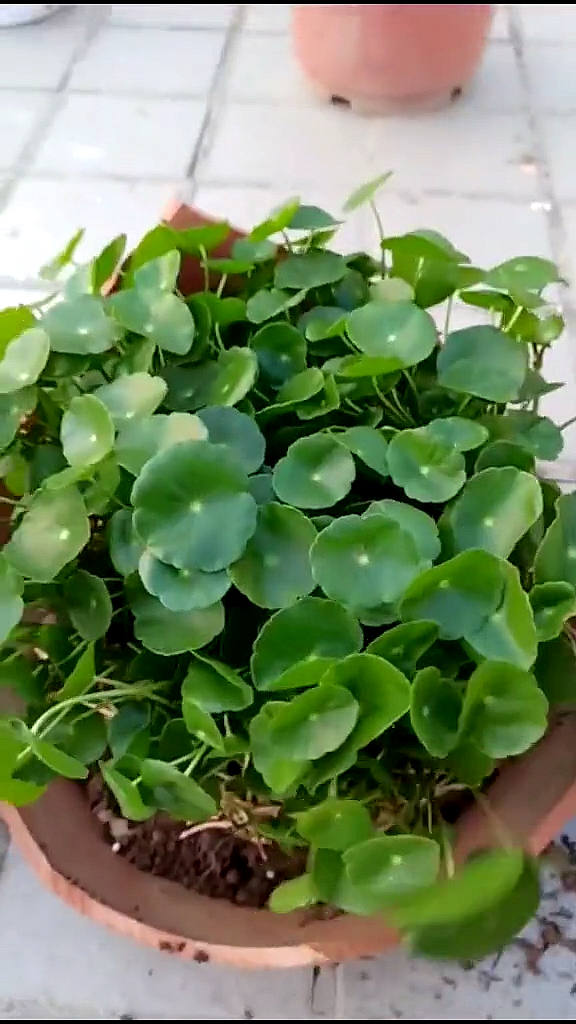 种草养殖什么品种好