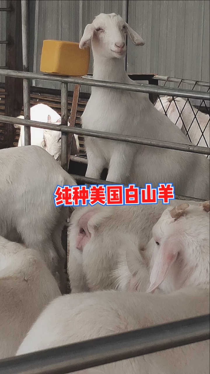 美国白山羊#一年两窝的纯种美国白山羊个体大长势喜人,耐粗抗病能力