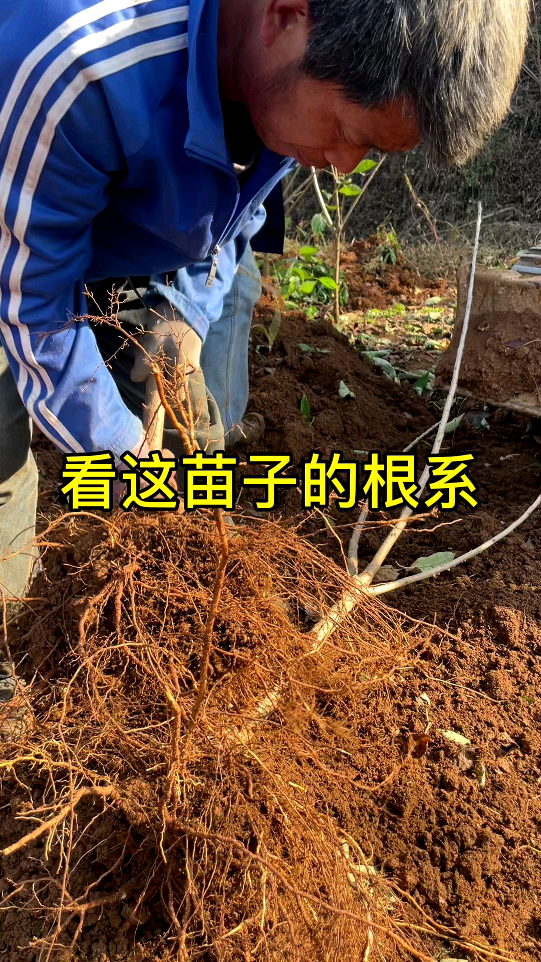 基地现挖大樱桃树苗看这根系非常发达