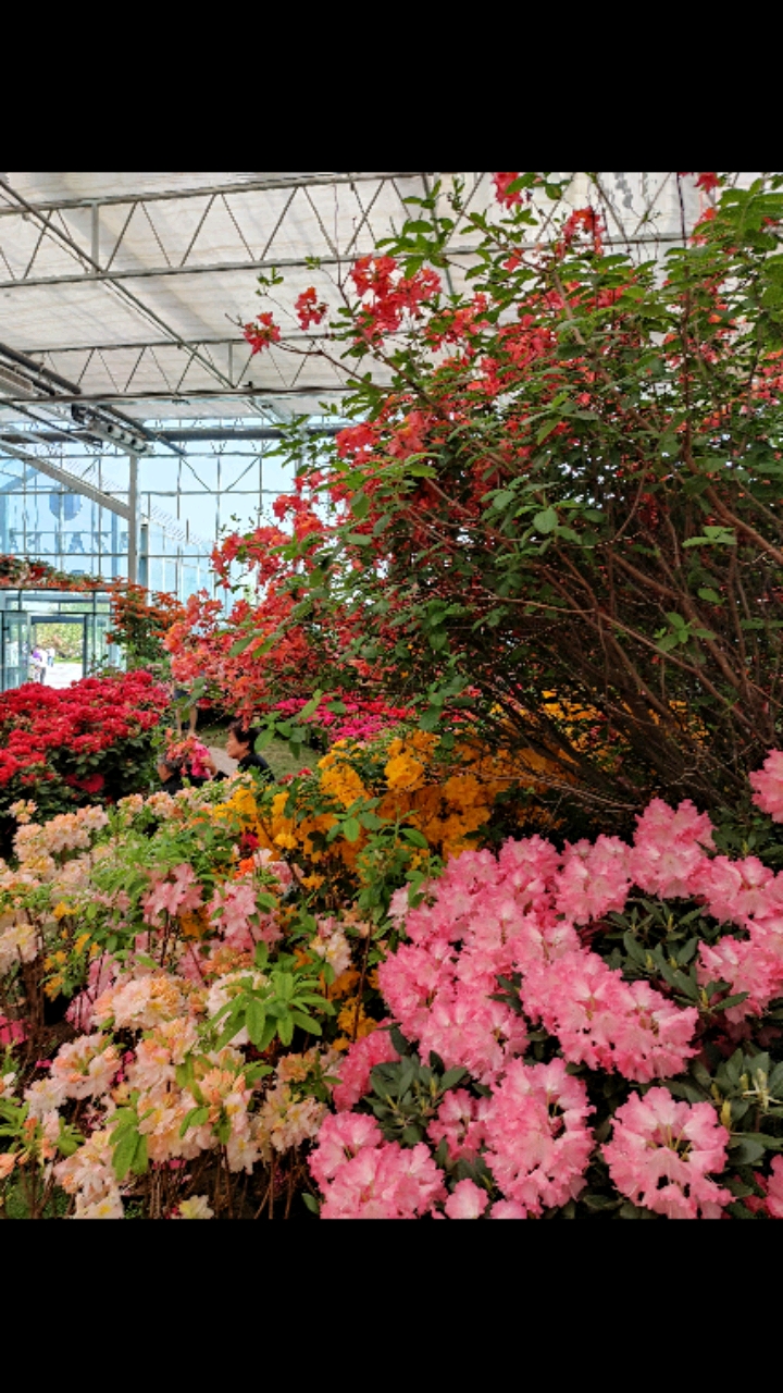 花团锦簇日照市