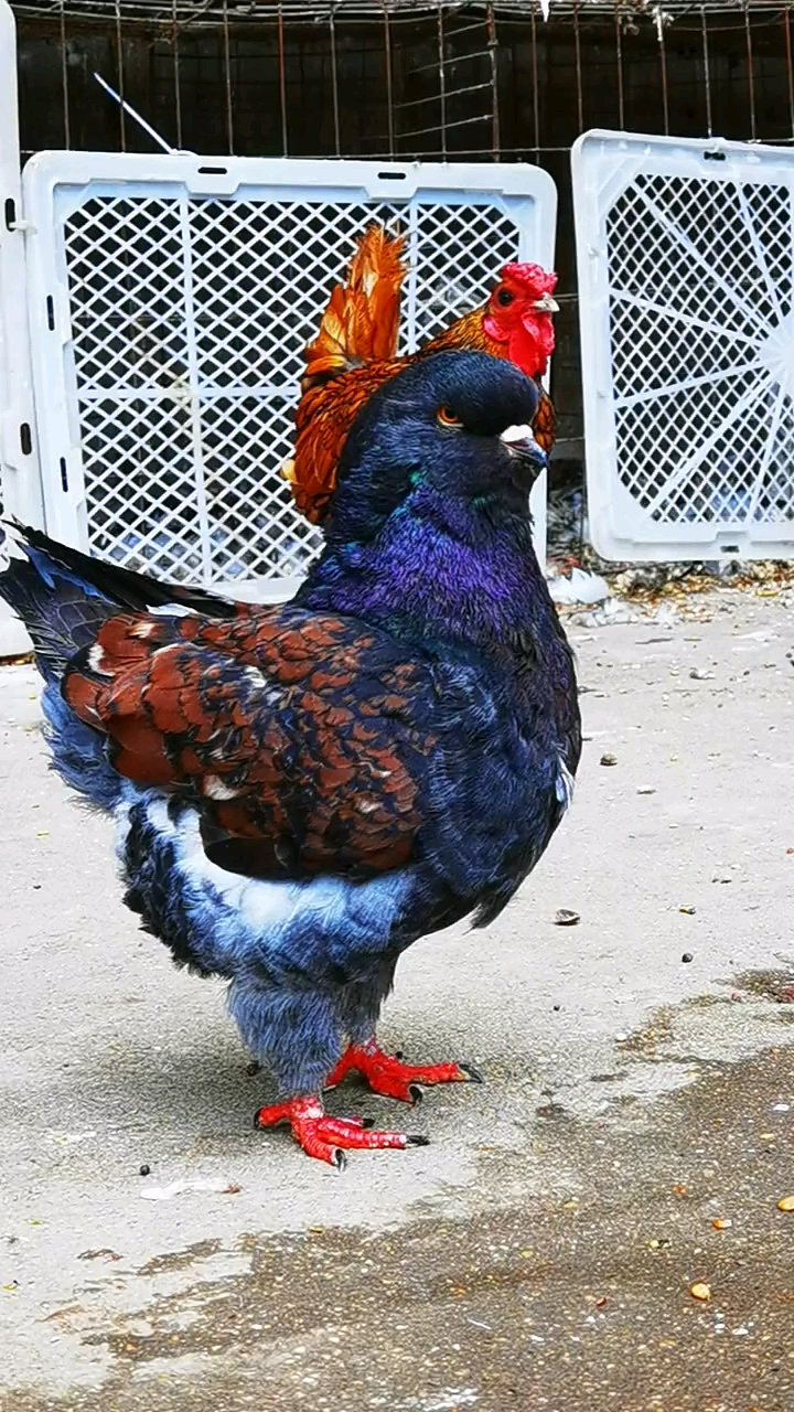 鸽子居然长成了鸡的模样!