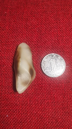 罗布泊地表蛋白原石