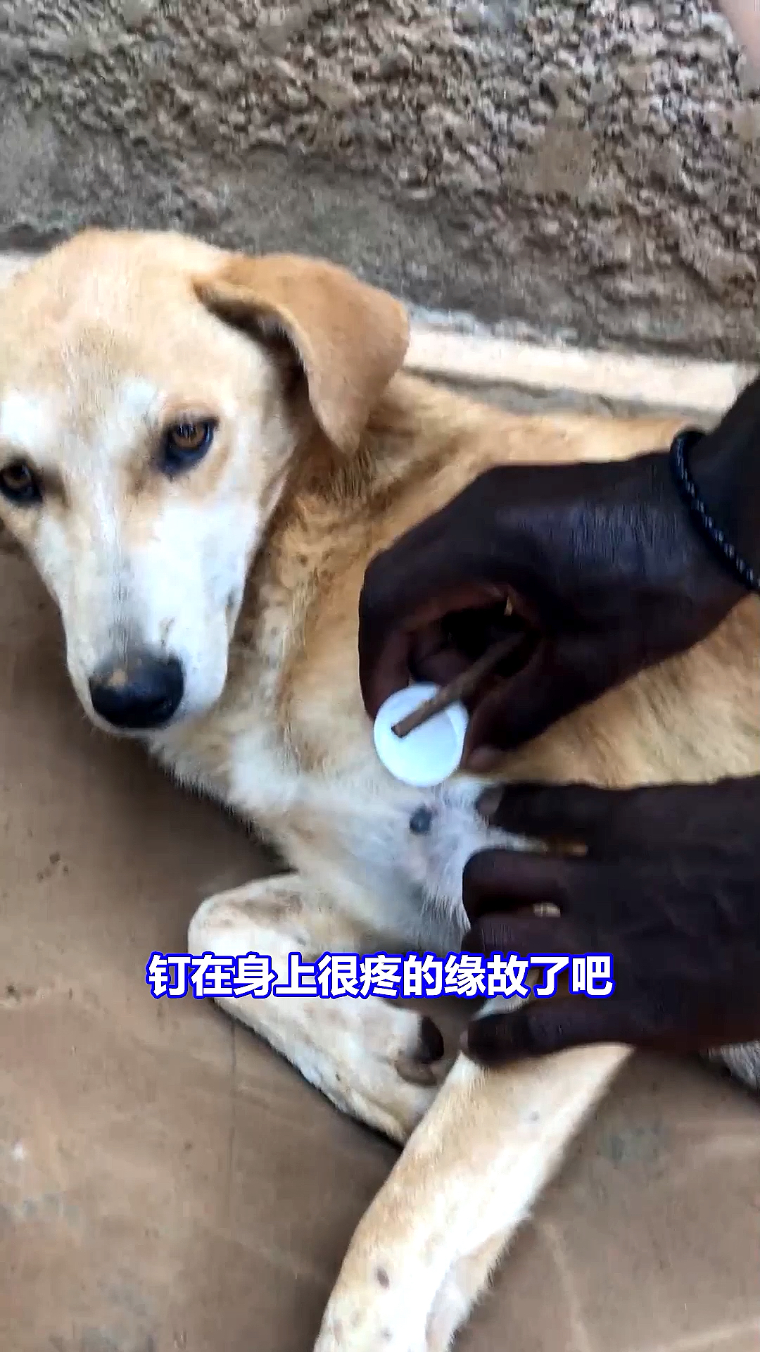 非洲狗身上有一个吸饱了血的虫子