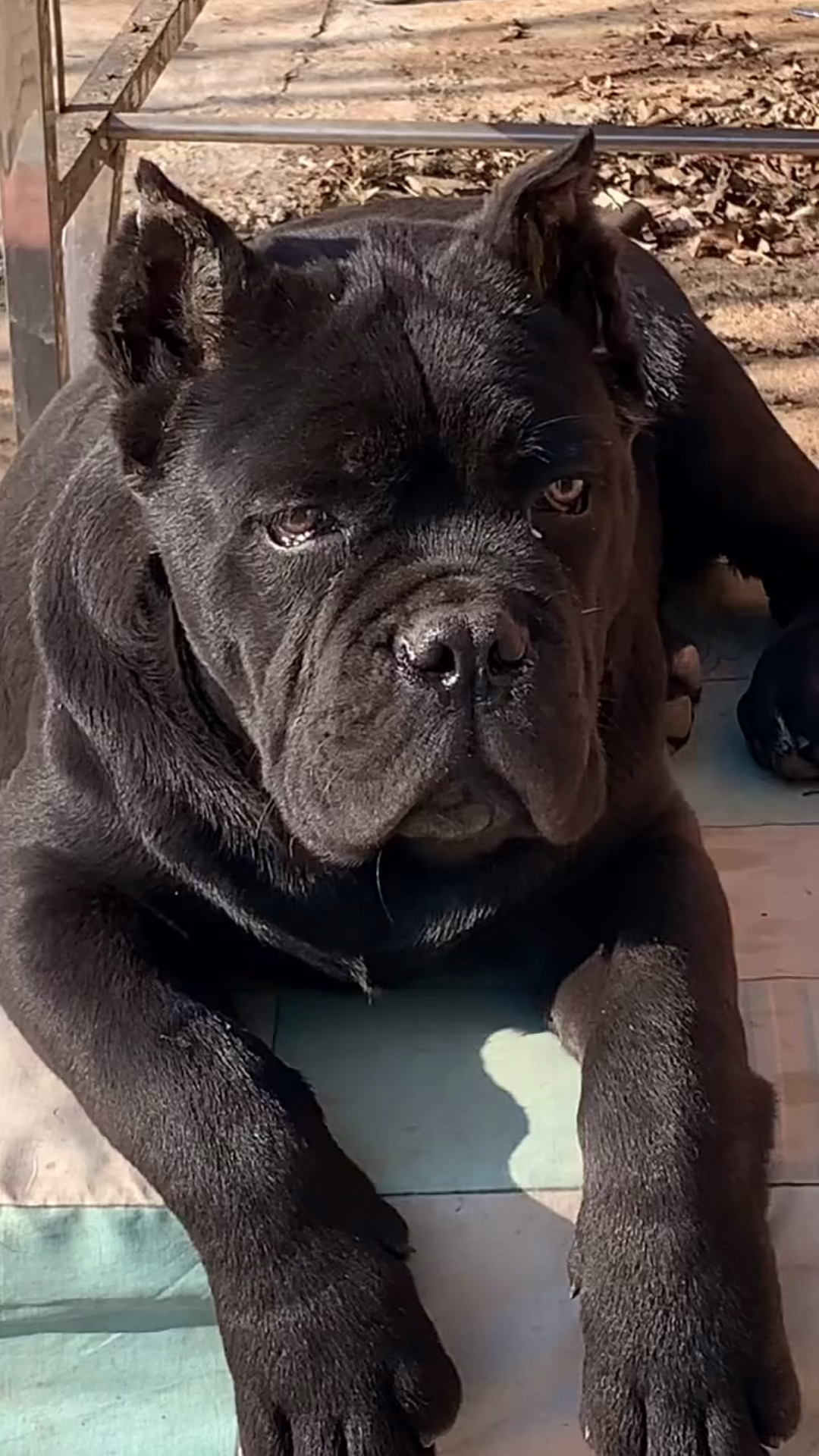 卡斯罗第一带刀护卫卡斯罗犬