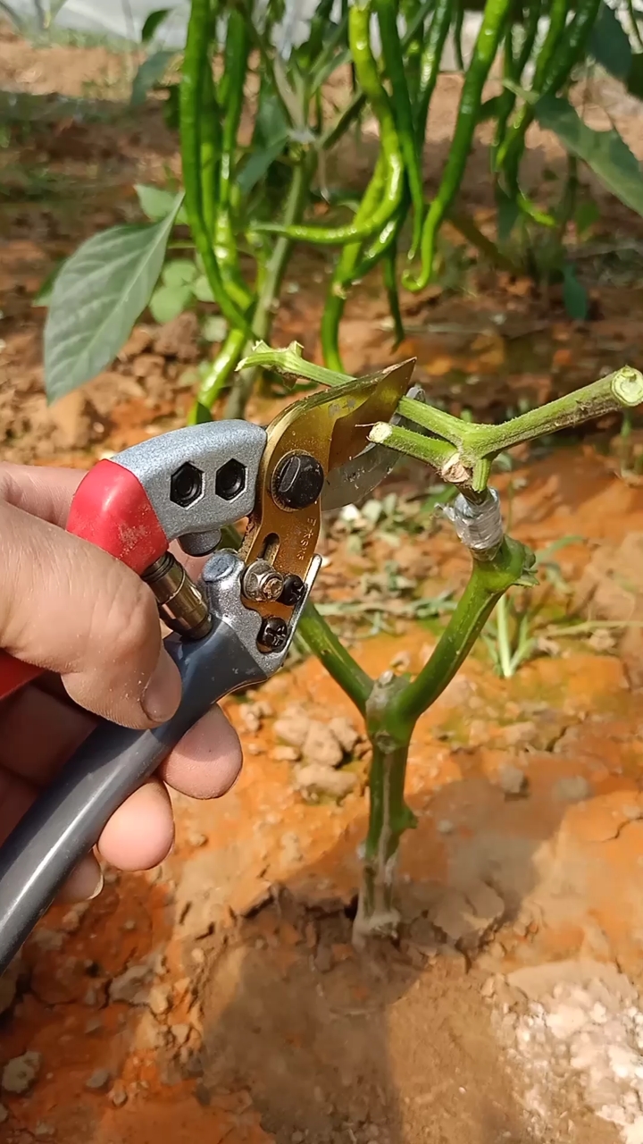 嫁接技术#辣椒劈接后多年生,提高产量千倍,你怎么看?