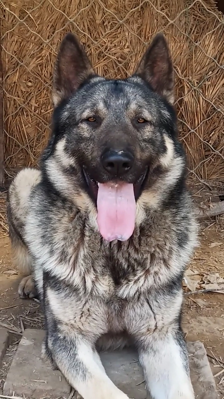 狼青犬#纯种老版狼青.