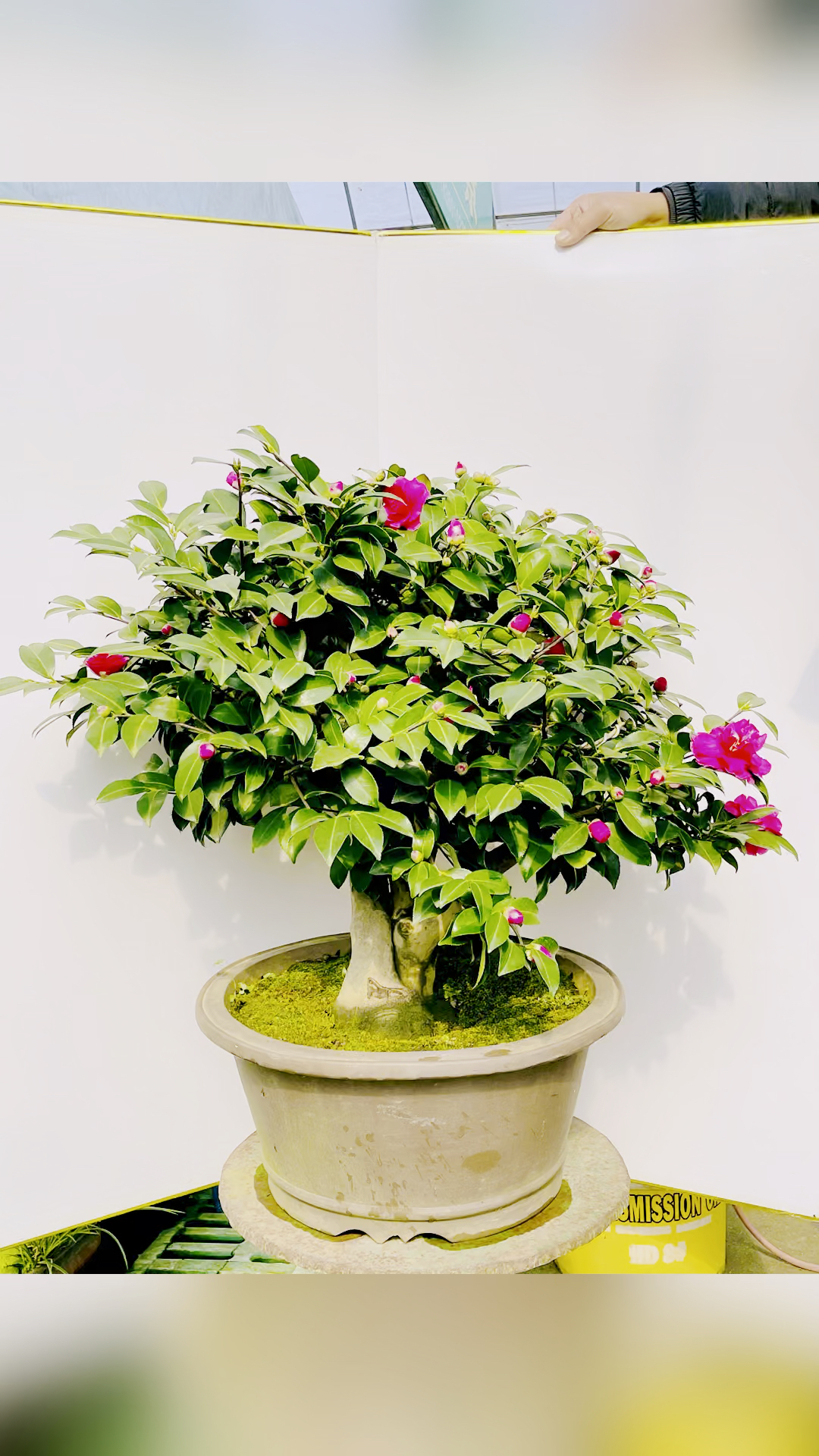 茶梅盆景品种财神