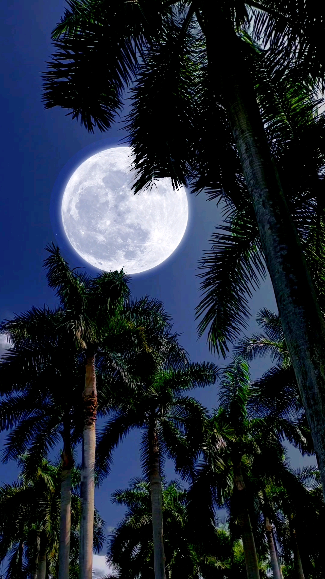 治愈系#生活一地鸡毛,不妨抬头看看天上的月亮.