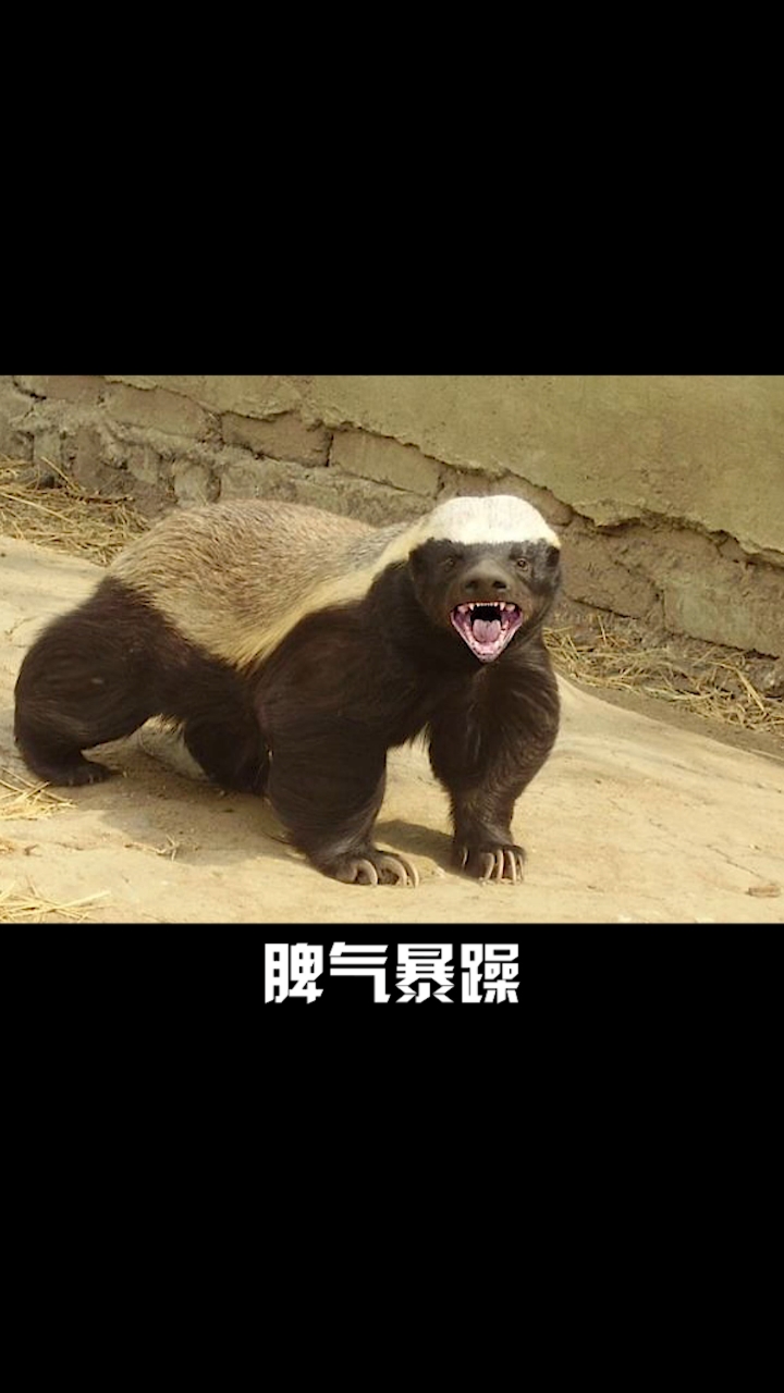 平头哥社会我平头哥獾狠话不多