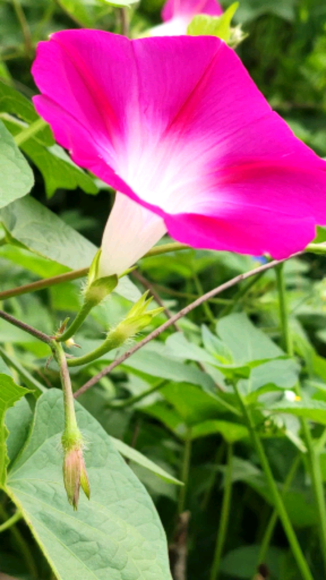 生活小窍门#粉色的牵牛花