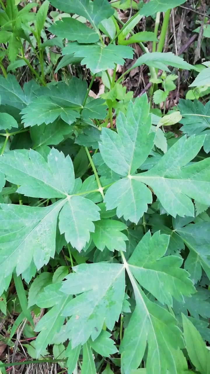 九华山野生中药材前胡!