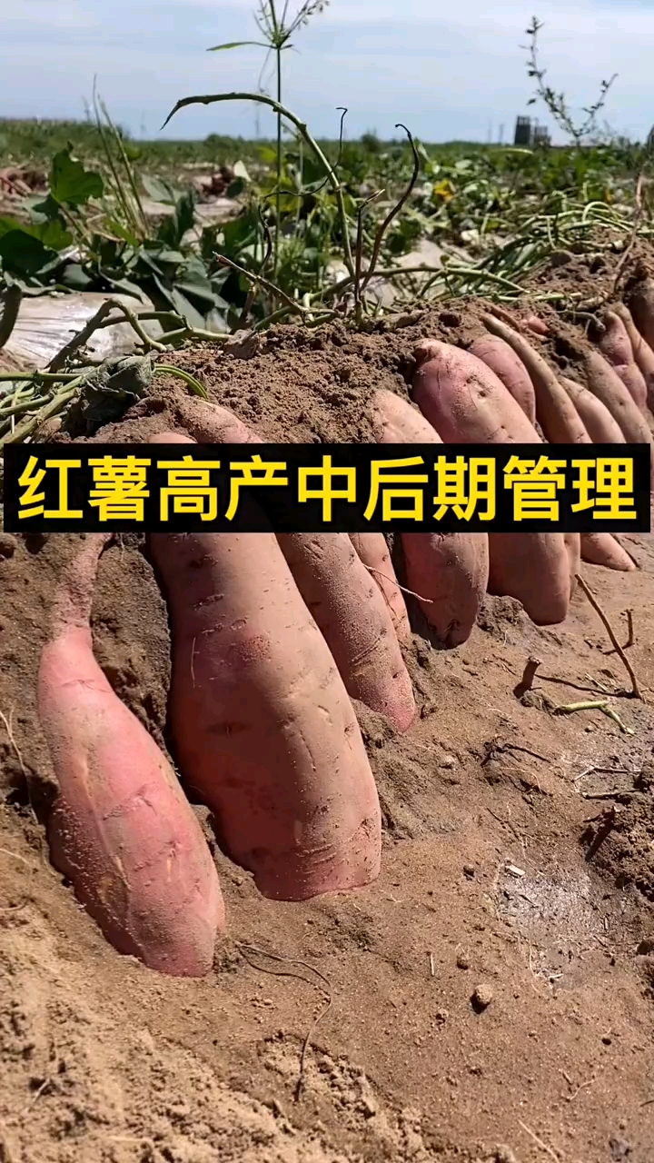 进入九月份红薯快速膨大期及时追红薯专用肥满足薯块膨大营养需求