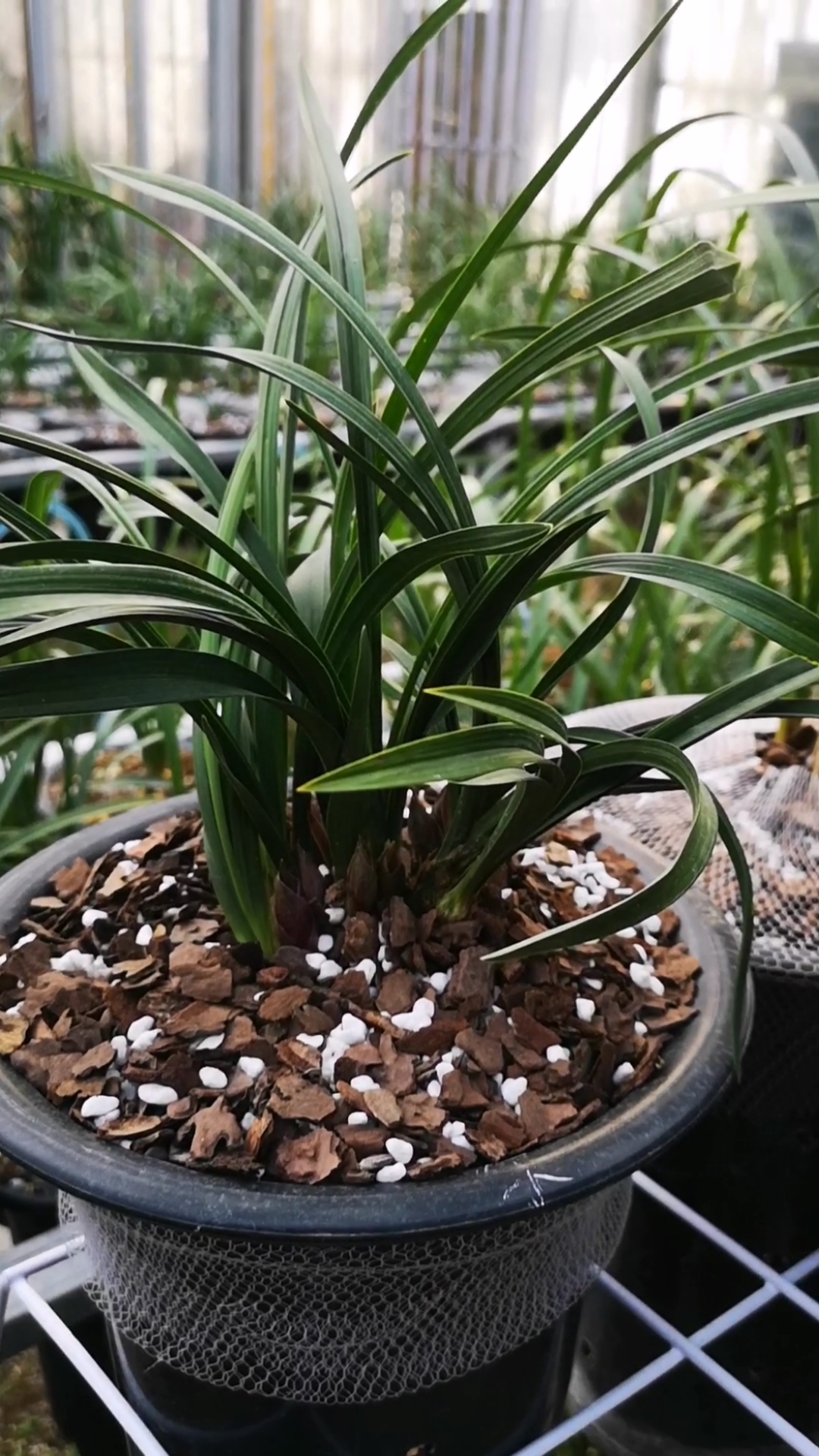 春兰大富贵花苞扎堆10苗9花苞