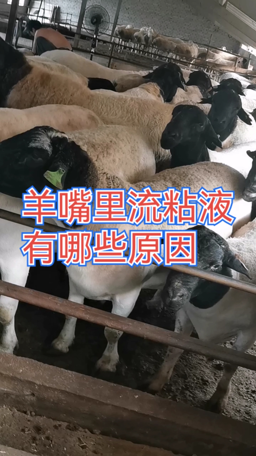 牛羊养殖羊嘴里流粘液原因有很多收藏起来教你一招解决