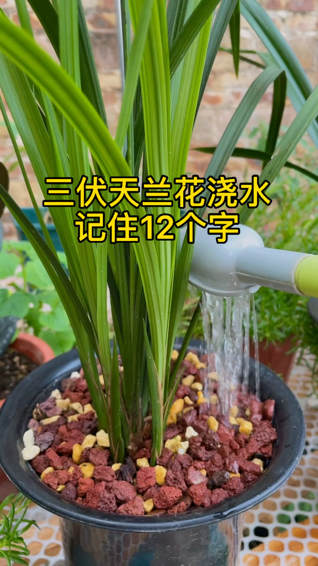 兰花浇水多久一次(兰花浇水多久一次最好)