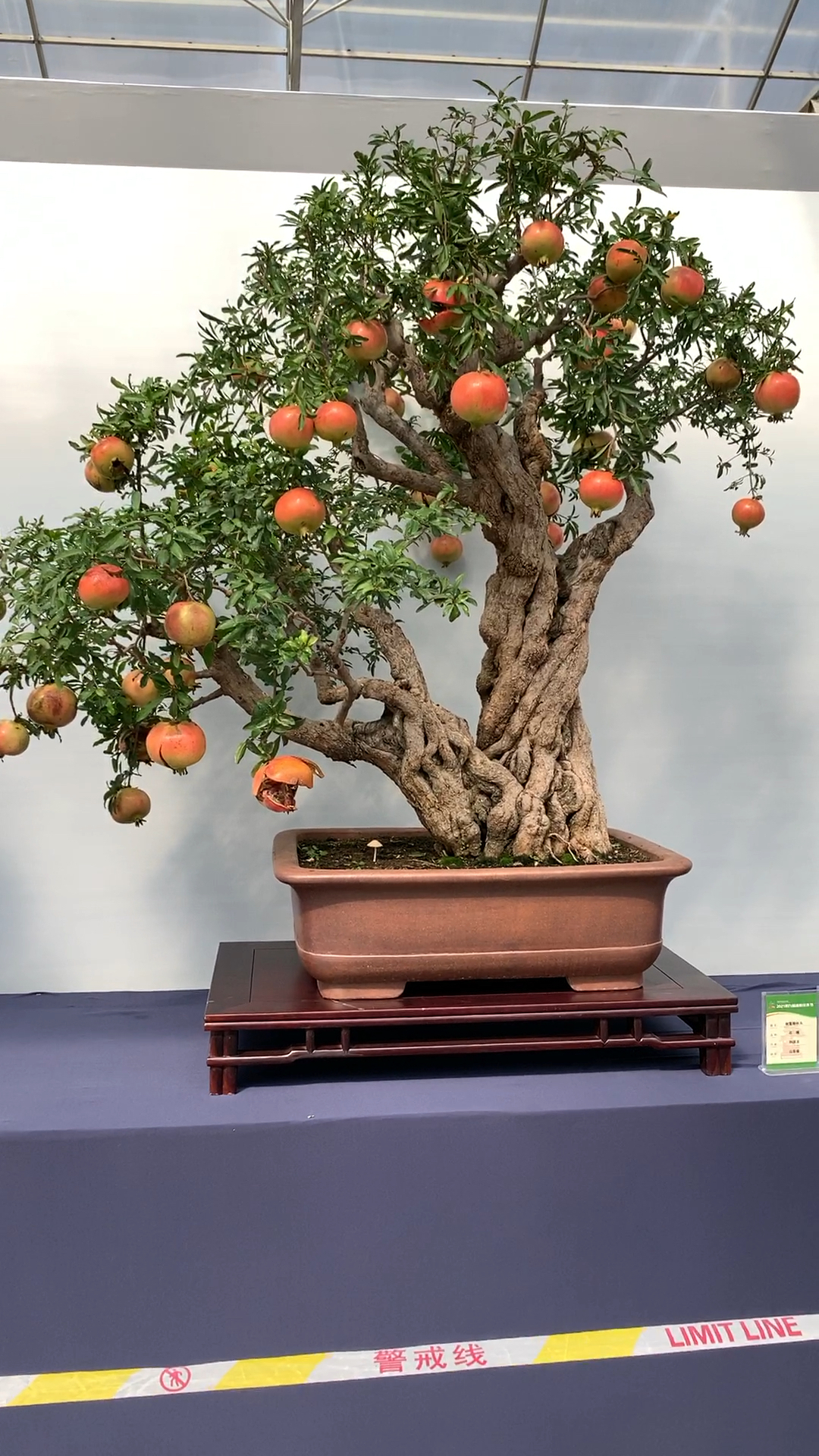 大红袍石榴树形优美,硕果累累寓意多子多福红红火火!